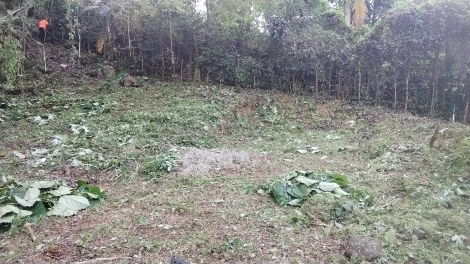 A cleared patch of hillside at Samanea, dense jungle rising behind it